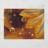 花びらが落ちるマイラー反射面の上。 ポストカード (正面)