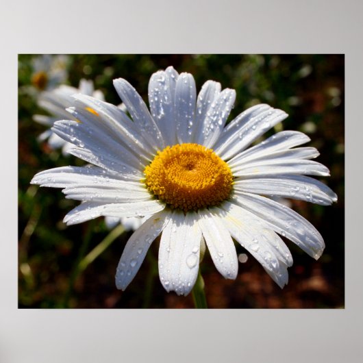 花びらの白 ポスター (正面)