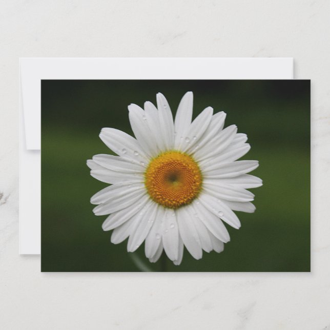 花びらの雨滴 (正面)