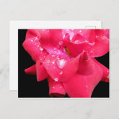 花びらはがき上の液滴 ポストカード (正面/裏面)