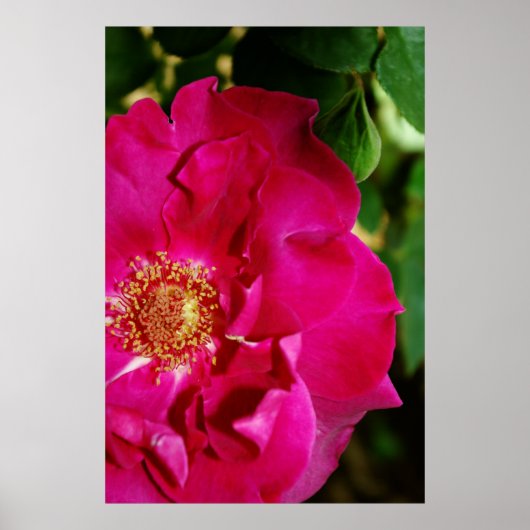 花びら・オブ・サマープリント ポスター (正面)