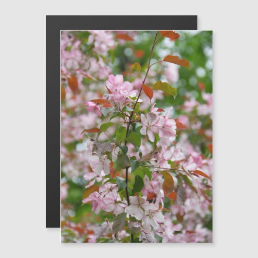 花を咲かせたりんごの木の細い枝 (正面/裏面)