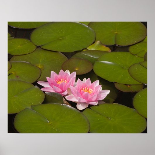 花を咲かせる睡蓮 ポスター (正面)