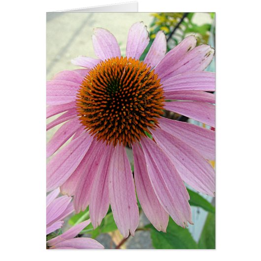 花を販売 (正面)