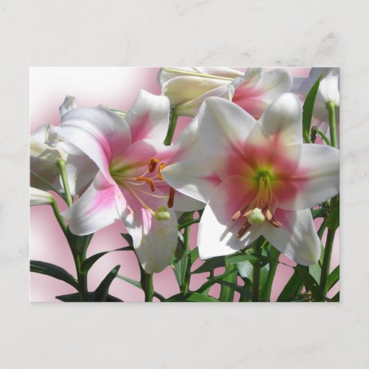 花エレガントウェディングシャワー平和ラブデスティニー ポストカード (正面)