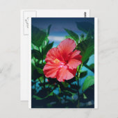 花カリブの花 ポストカード (正面/裏面)
