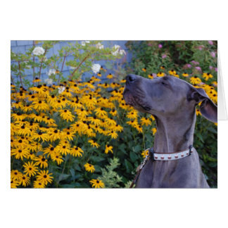 花カードをストップ、かいで下さい