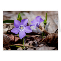 花カード（紫）