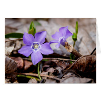 花カード（紫）