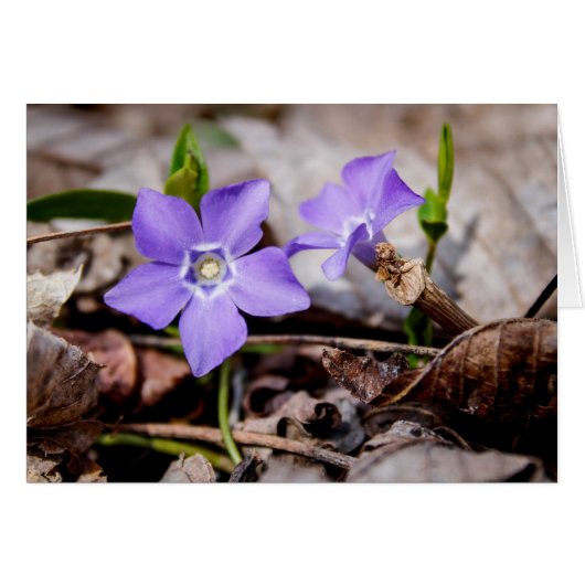 花カード（紫） (正面横)