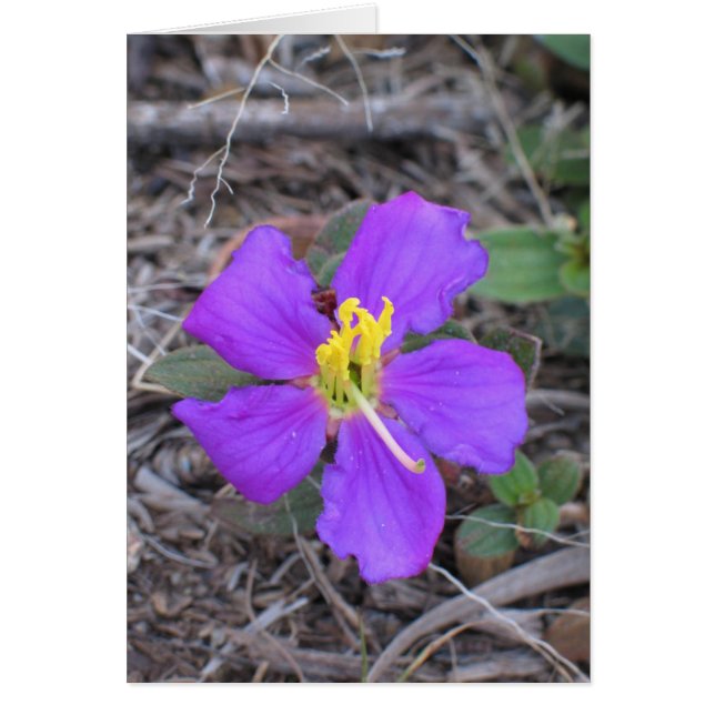 花スリランカ (正面)