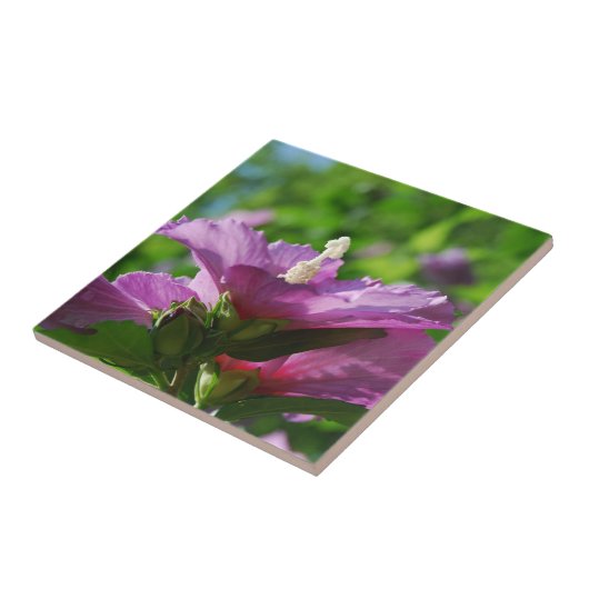 花ムクゲ タイル (側面)