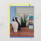 花入りタキシードかわいらし猫かわいい絵葉書 ポストカード (正面/裏面)