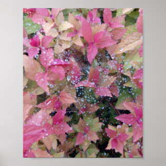 花写真 ポスター