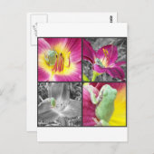 花冠の蛙 ポストカード (正面/裏面)