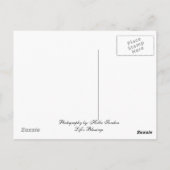 花冠の蛙 ポストカード (裏面)