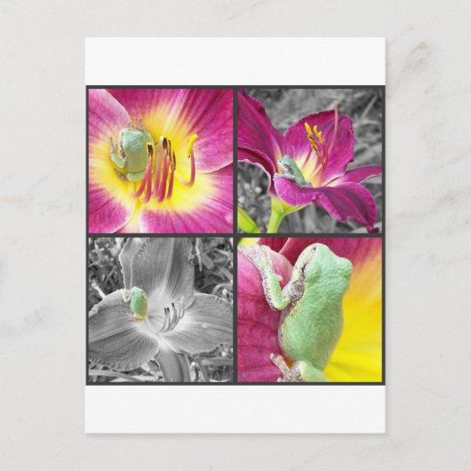 花冠の蛙 ポストカード (正面)