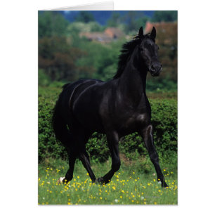 花分野の純血種の馬