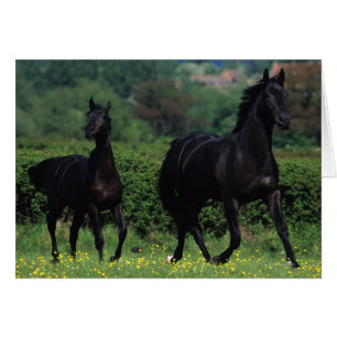花分野の純血種の馬
