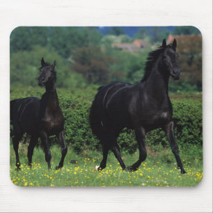 花分野の純血種の馬 マウスパッド