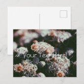 花咲きサボテン植物はがき ポストカード (正面/裏面)