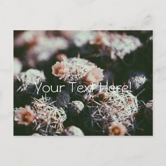 花咲きサボテン植物はがき ポストカード (正面)
