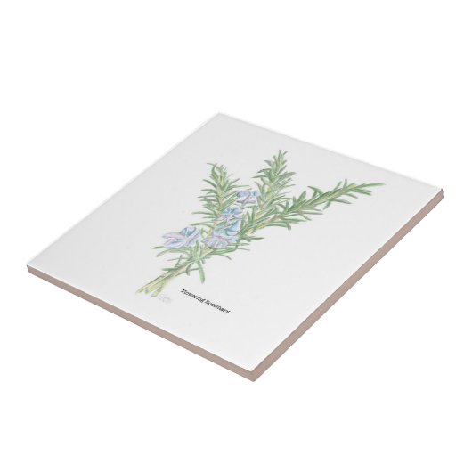 花咲きローズマリー タイル (側面)