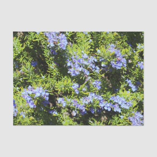 花咲きローズマリー 薄葉紙 (正面)
