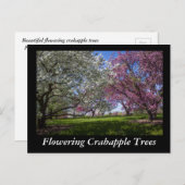 花咲くクラボルの木 ポストカード (正面/裏面)