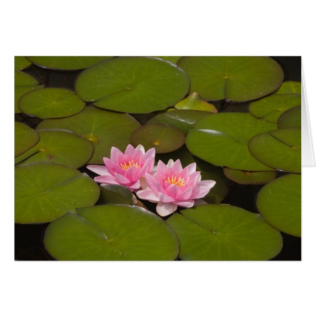 花咲くスイレンの花 (正面横)