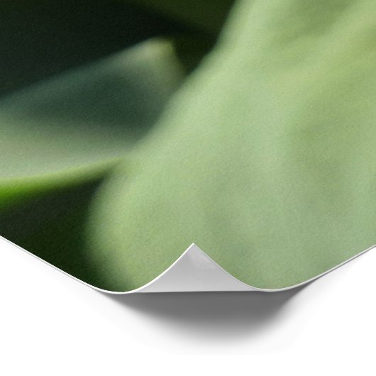 花咲くピンクの蓮の花の夏 ポスター (角)