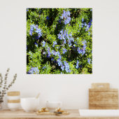 花咲くローズマリーブッシュ ポスター (キッチン)