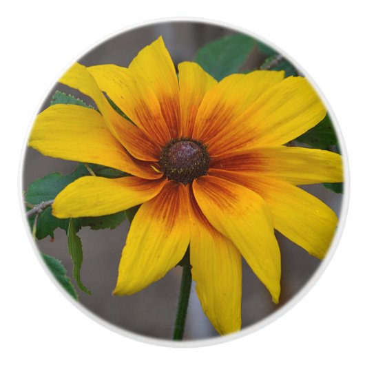 花器ノブ セラミックノブ (正面)