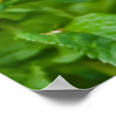 花園のフェンスのポストにブルーバードオス ポスター (角)