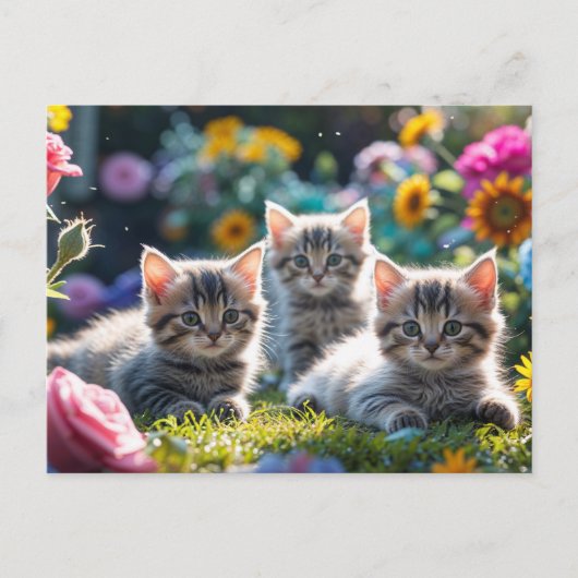 花園の可愛い子猫たち ポストカード (正面)