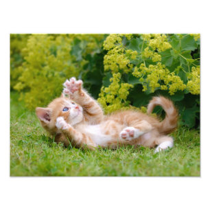花壇おもしろいのかわいい遊猫の子猫 フォトプリント