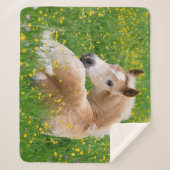 花壇で休んでいるHaflingerの馬のかわいい子馬。 シェルパブランケット (正面)