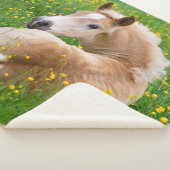 花壇で休んでいるHaflingerの馬のかわいい子馬。 シェルパブランケット (3/4)