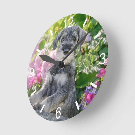 花壇で飼育されるシュナウザーの子犬の標準- ラウンド壁時計 (傾斜)