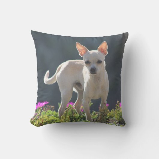 花壇のかわいいChihuahuha クッション (正面)