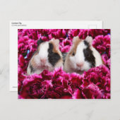 花壇のモルモット ポストカード (正面/裏面)