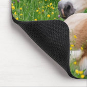 花壇のHaflingerの馬のかわいい子馬、供給 マウスパッド (コーナー)