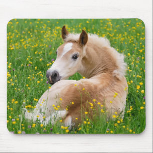 花壇のHaflingerの馬のかわいい子馬、供給 マウスパッド