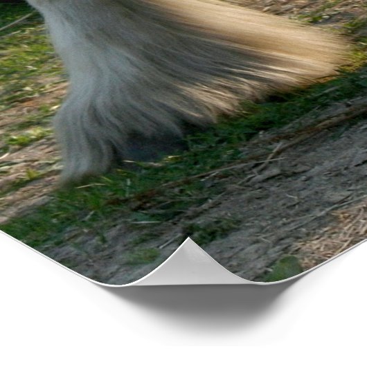 花嫁つき白馬 ポスター (角)