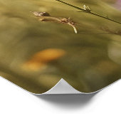 *~*花子猫5:4キッテンキャットバタフライAP68 ポスター (角)