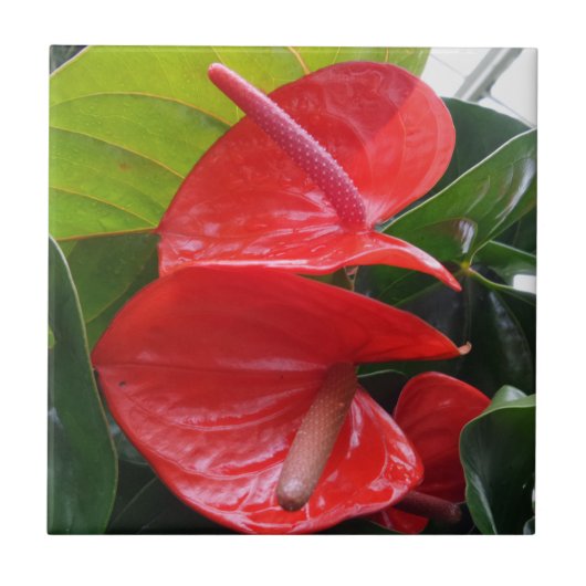 花小（4.25インチx 4.25インチ）セラミック写真タイル タイル (正面)