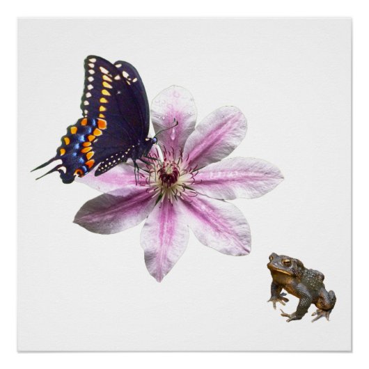 花弁頭花と黒アゲハチョウ蝶 ポスター (正面)
