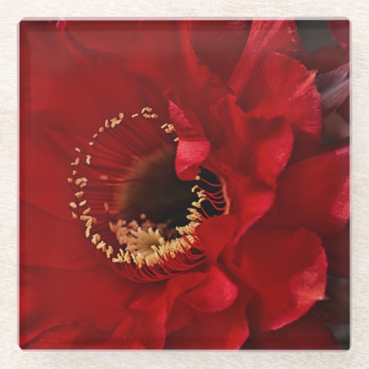 花形花 ガラスコースター (正面)