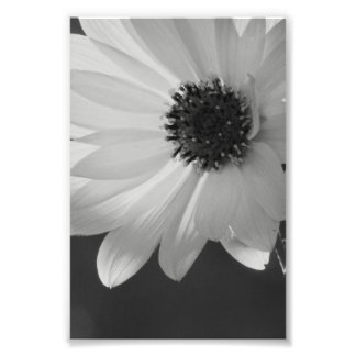 花房付き フォトプリント           