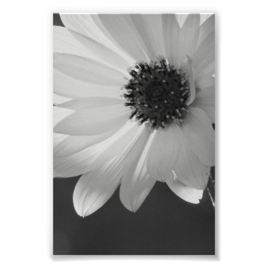 花房付き フォトプリント            (正面)
